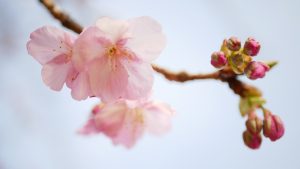 桜２月